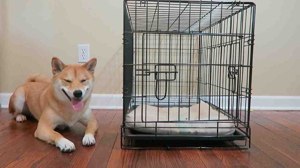 A Shiba Inu next to a dog crate