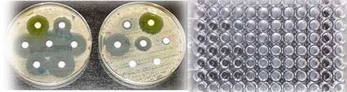 antimicrobial screen web