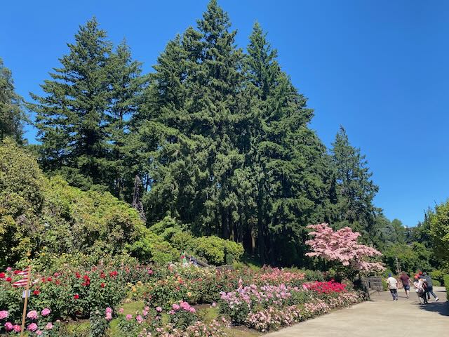 <p>Stopped at Washington Park to see the rose garden. The park is similar to our Griffith Park here in Los Angeles. It's huge, with hiking trails, a zoo, the rose garden and a Japanese garden as well. Such a beautiful park, and just minutes from Downtown Portland.</p>