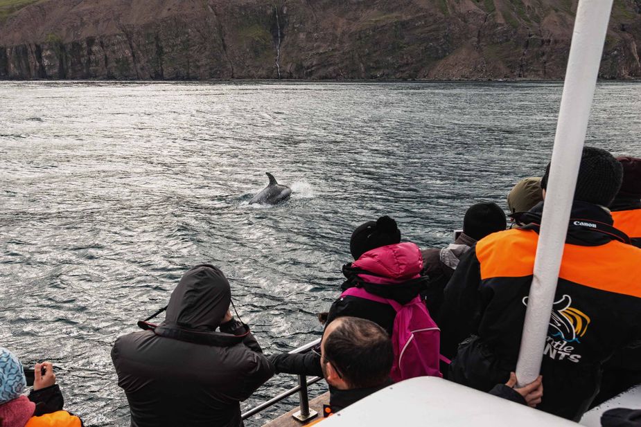 Whale watching, Husavik, Boot, island