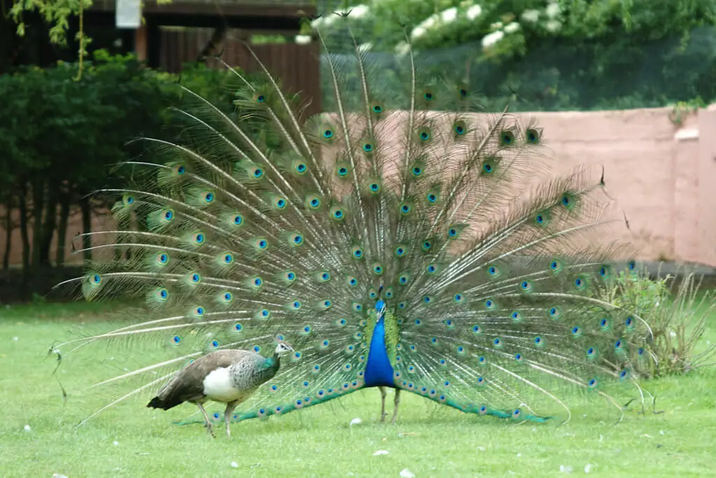 Pavão exibindo suas cores para uma fêmea