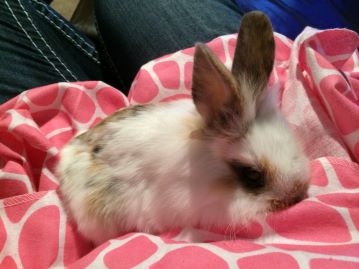 baby tri-colored bunny