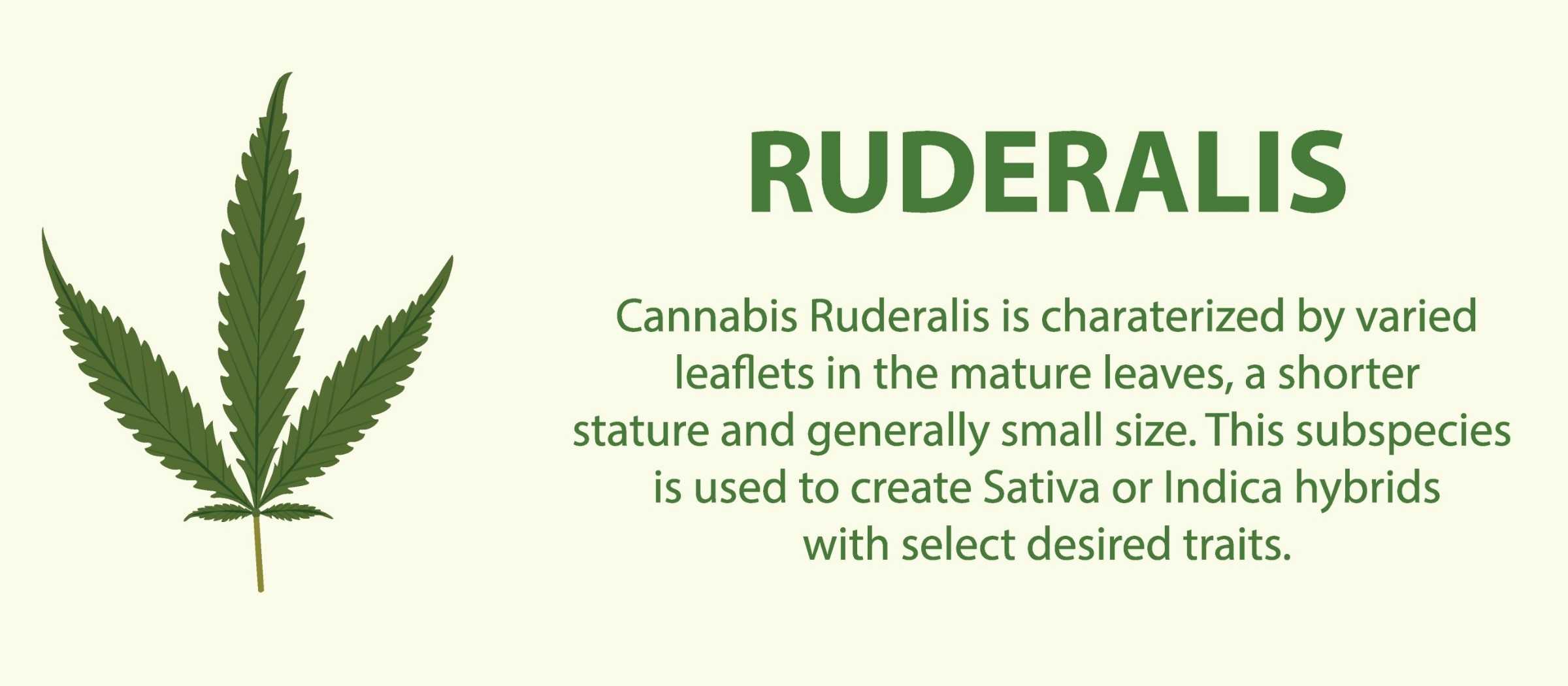 Cannabis Ruderalis Leaf