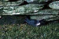 A Storm Petrel shelters beside a wall