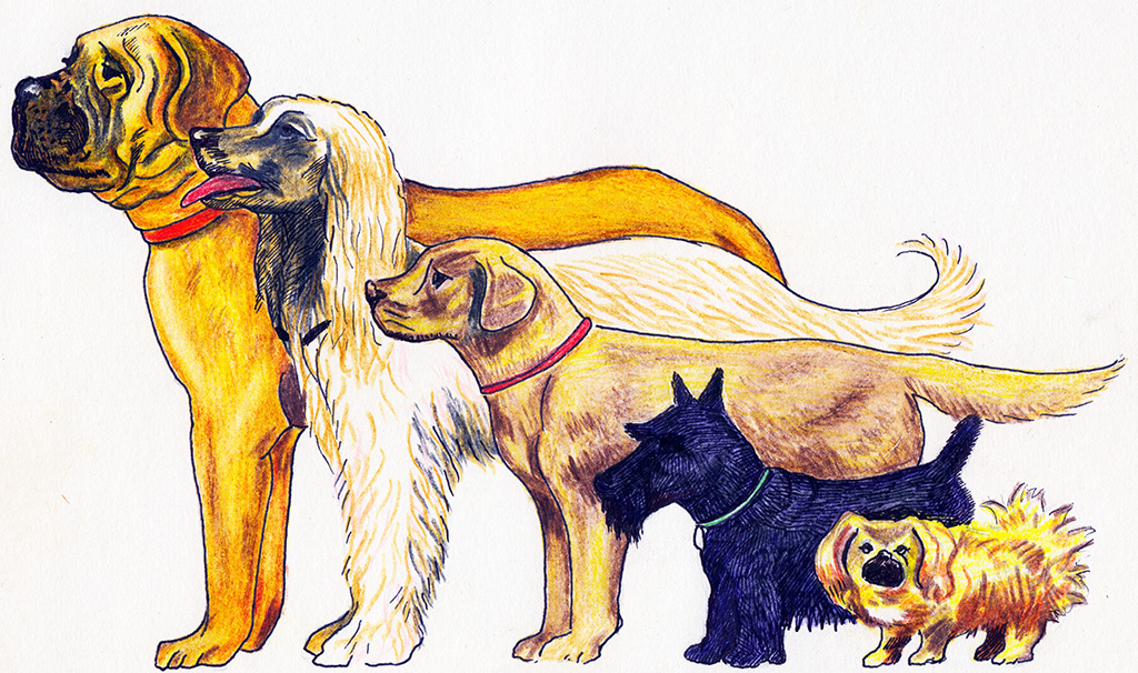 Care for your Dog