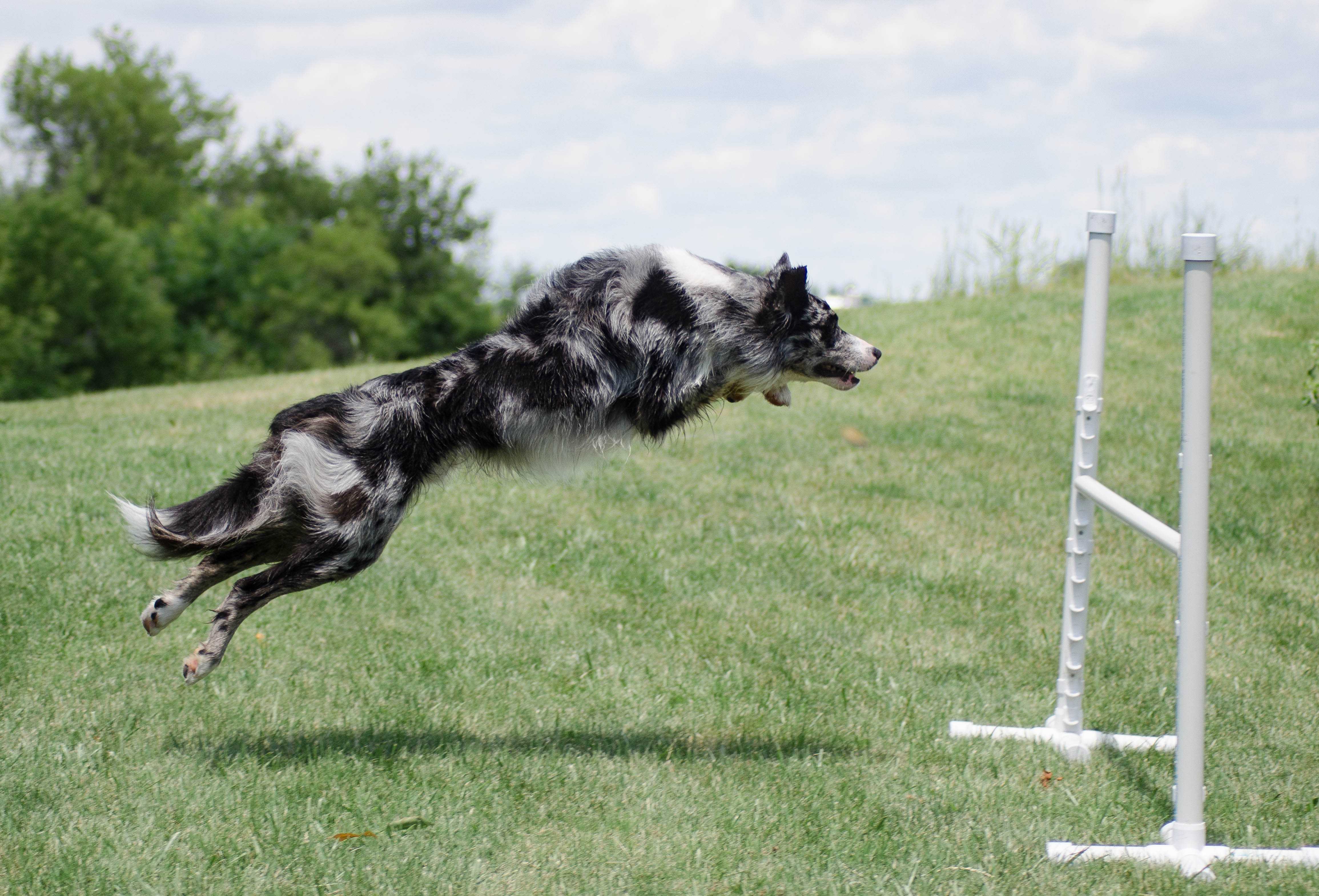 4 Reasons Agility is Amazing