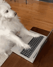 Dog typing on computer