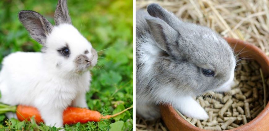 two rabbits eating carrots and feed