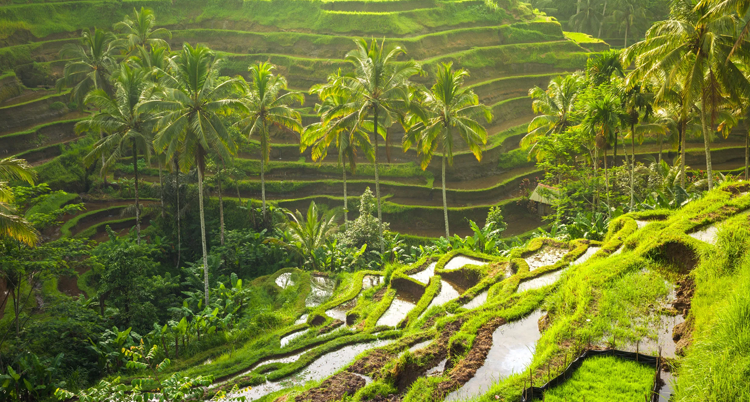 Tegallalang Rice Terracess north of Ubud.
