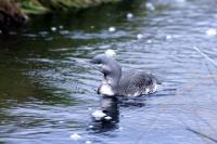 A juvenile Red-throated Diver