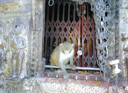 Kathmandu monkey 2