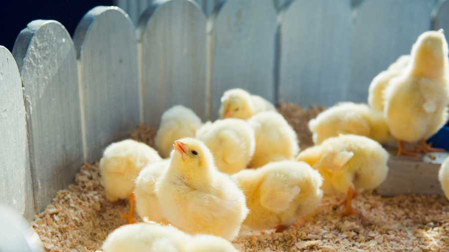How To Stay Healthy Around Backyard Poultry
