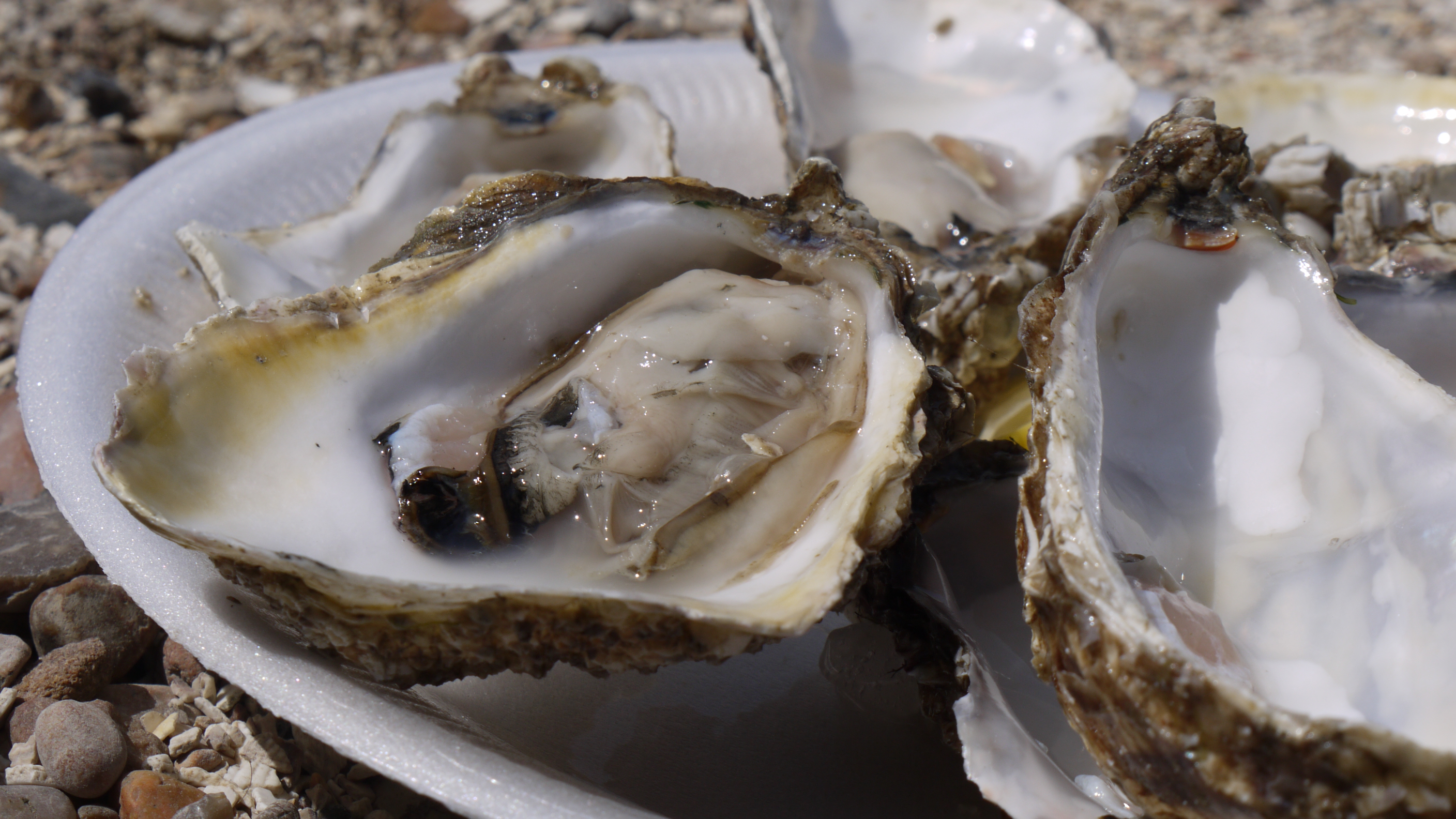 A lovely picture of a raw oyster, opened