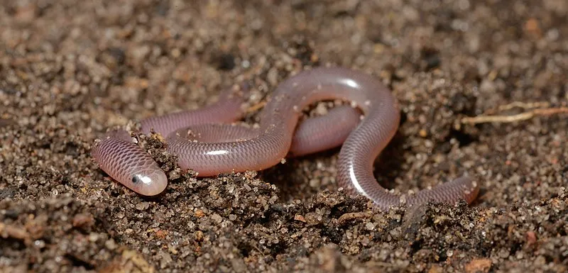 Cobra-cega (Typhlops reticulatus).