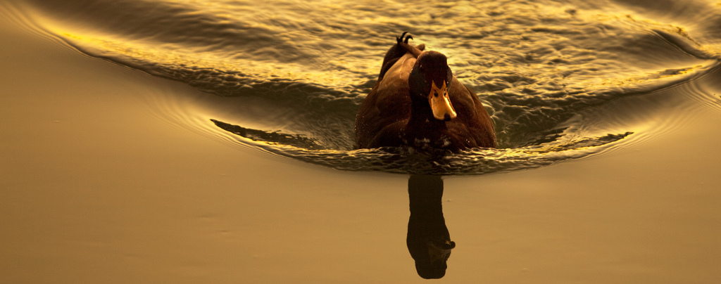 Ripples