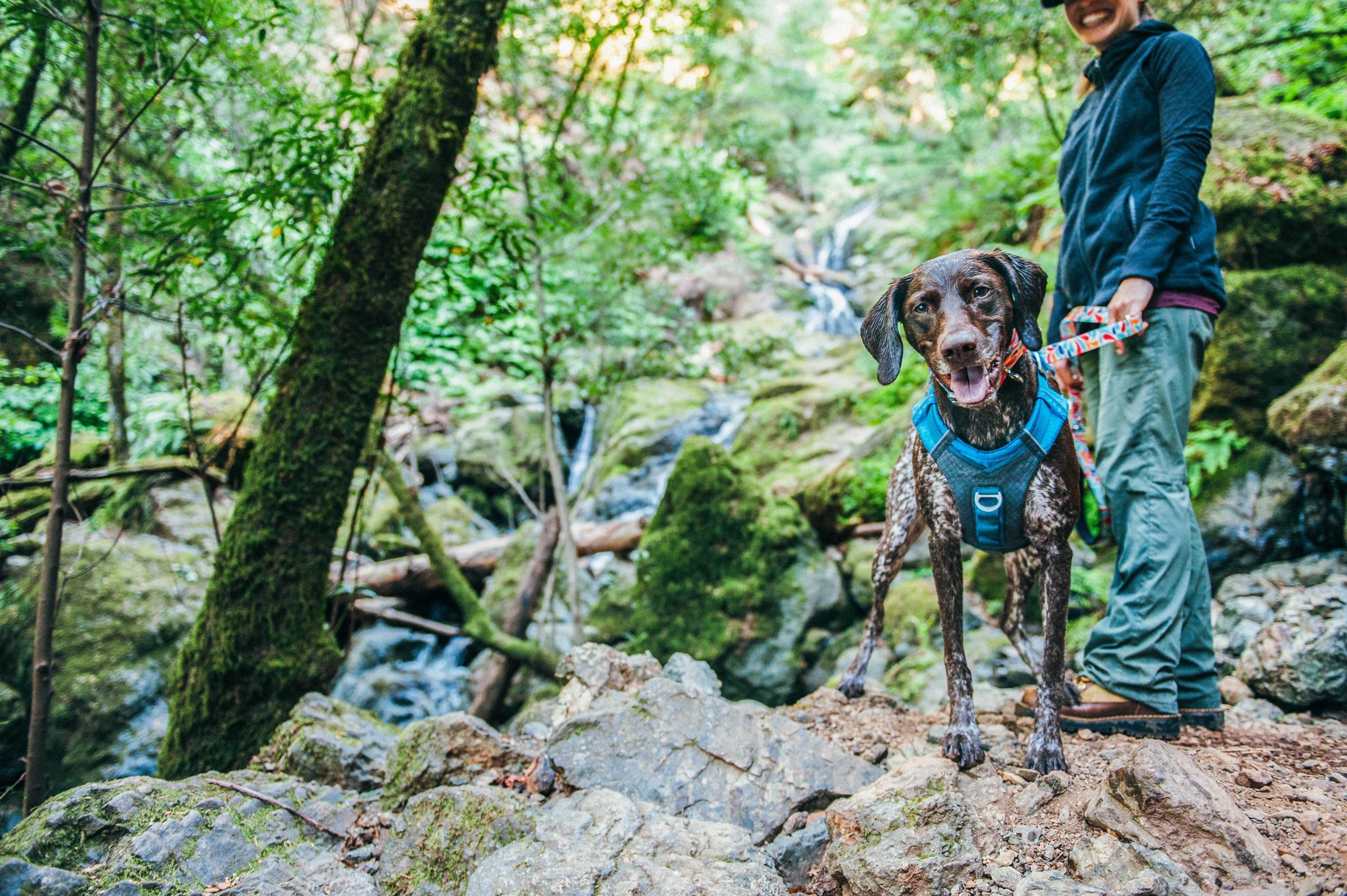 Top Tips for Hiking with your Dog