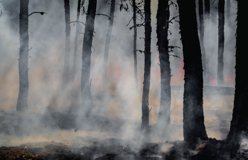 A forest fire burns in amongst trees, causing smoke