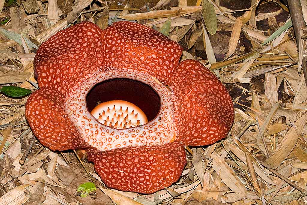 Rafflesia keithii is a parasitic flowering plant.