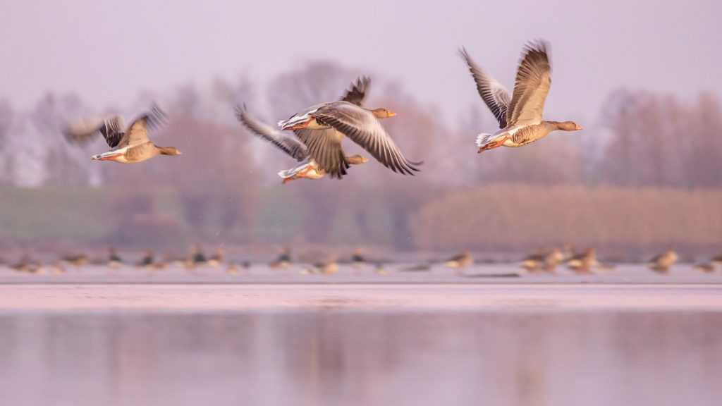 Liba, lilik, kacsa – madárrajoktól hangos a Tisza-tó
