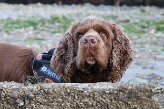 Bruno the Sussex spaniel looking upwards to the top left of the camera, stood behind a shell covered groyne. He's stood side on so the label on his harness with his name on is visible in the photo.