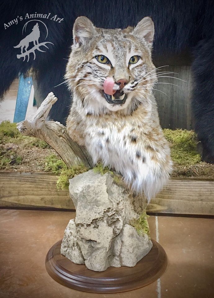 Amy's Bobcat Taxidermy