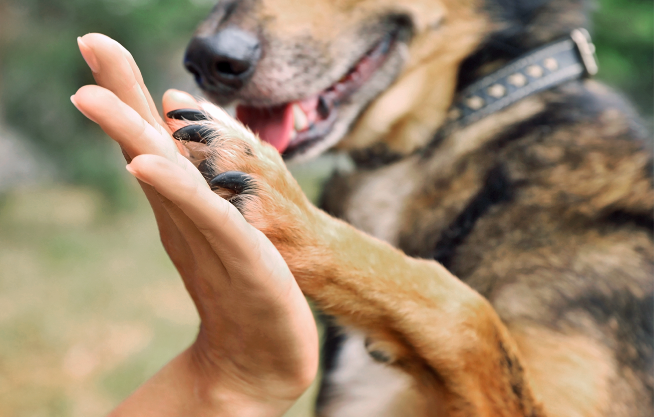 A dog high-fives a human.