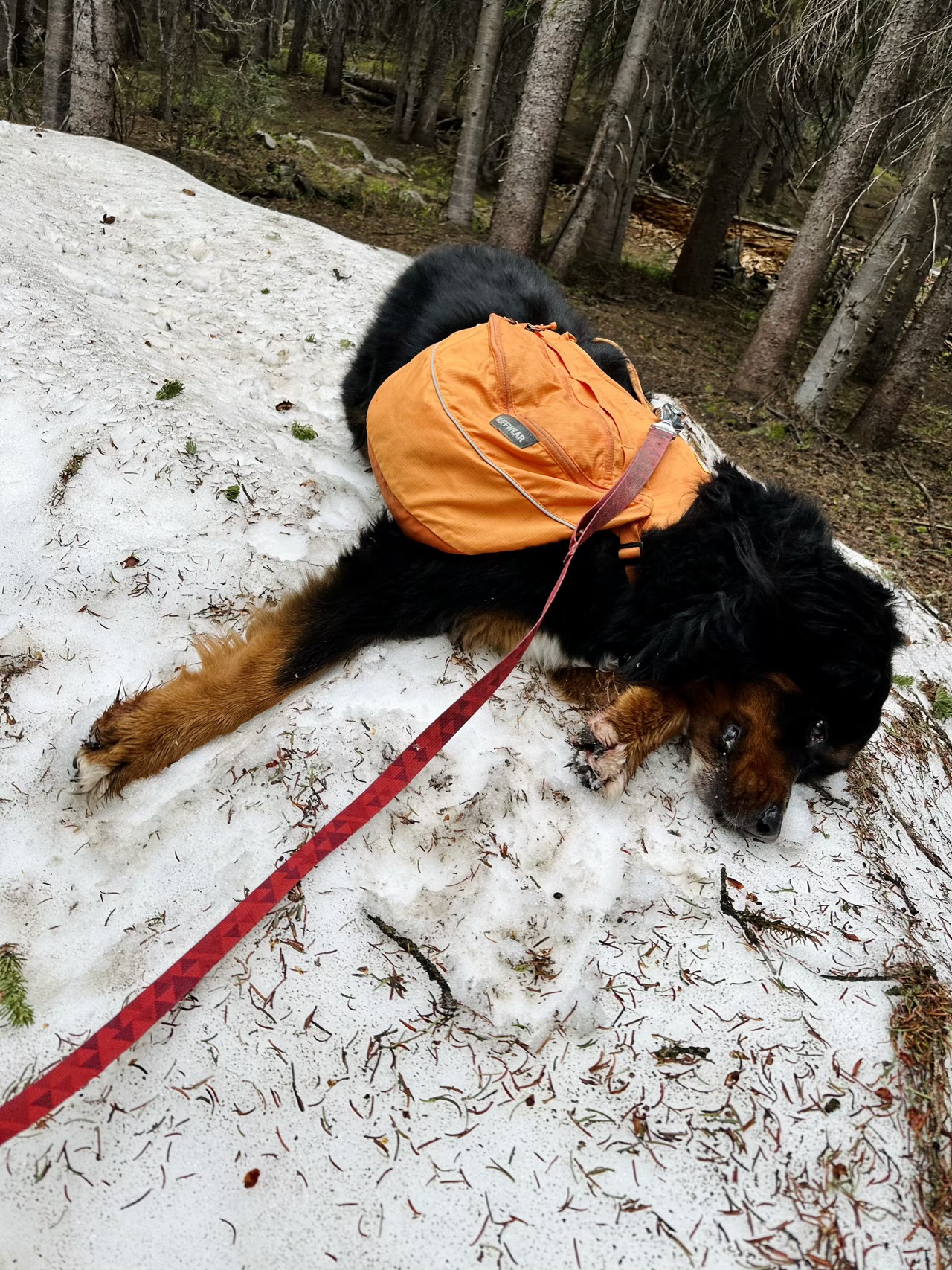 Lyra missed the snow