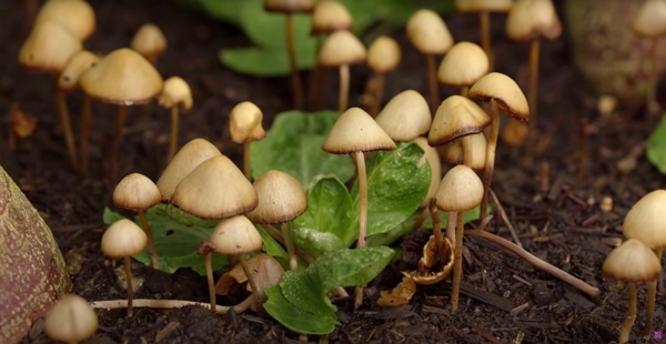 Mushrooms among vegetables