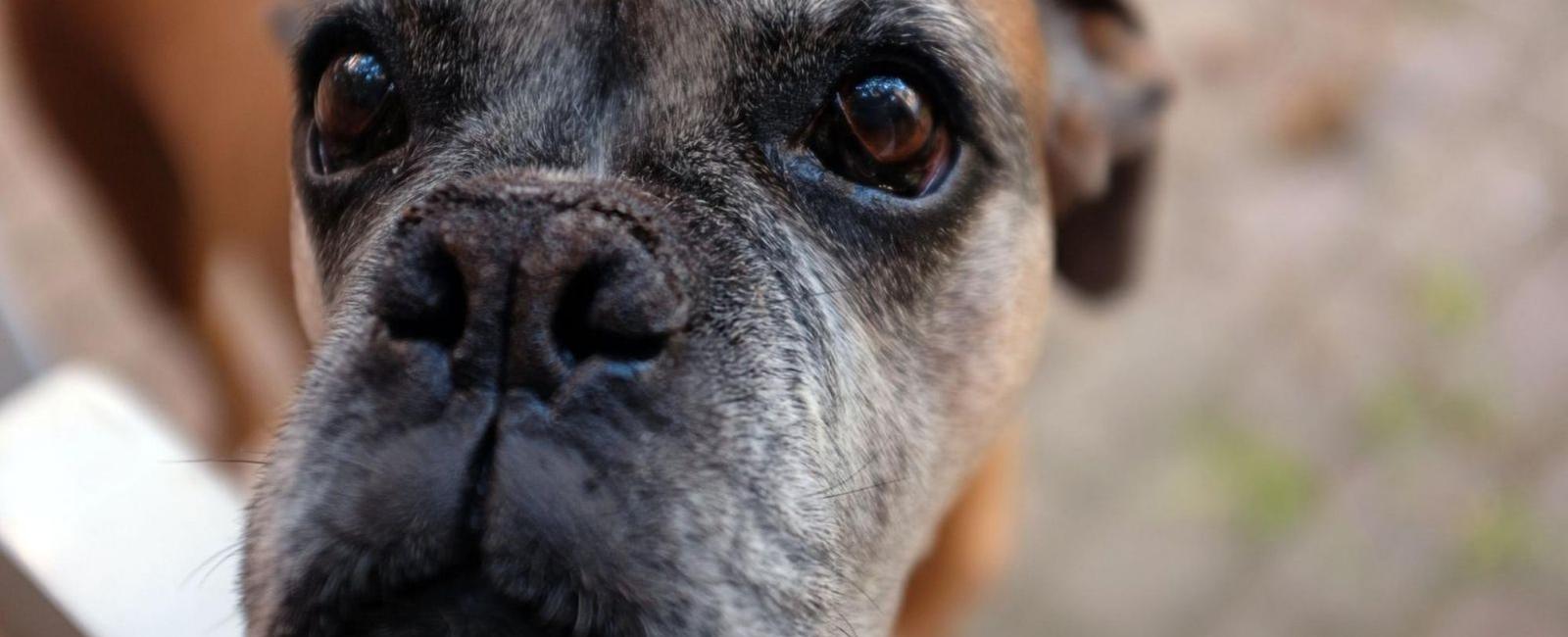 Training an Older Dog: When Is It Too Late?