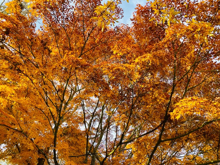 Branches of a tree filled with vibrant orange leaves