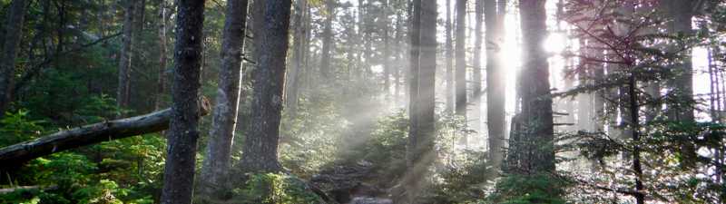 Sun filters through trees in Maine on the Appalachian Trail