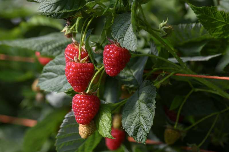 Ripe raspberry plants.