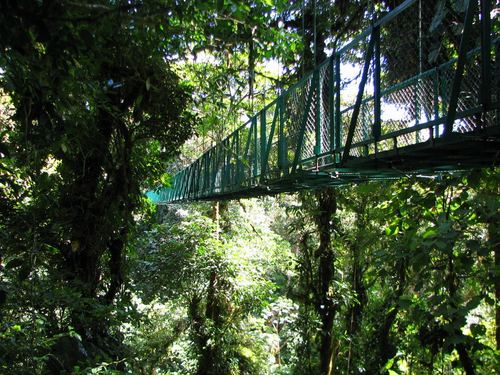 Treetop Suspension Bridges & Walkway