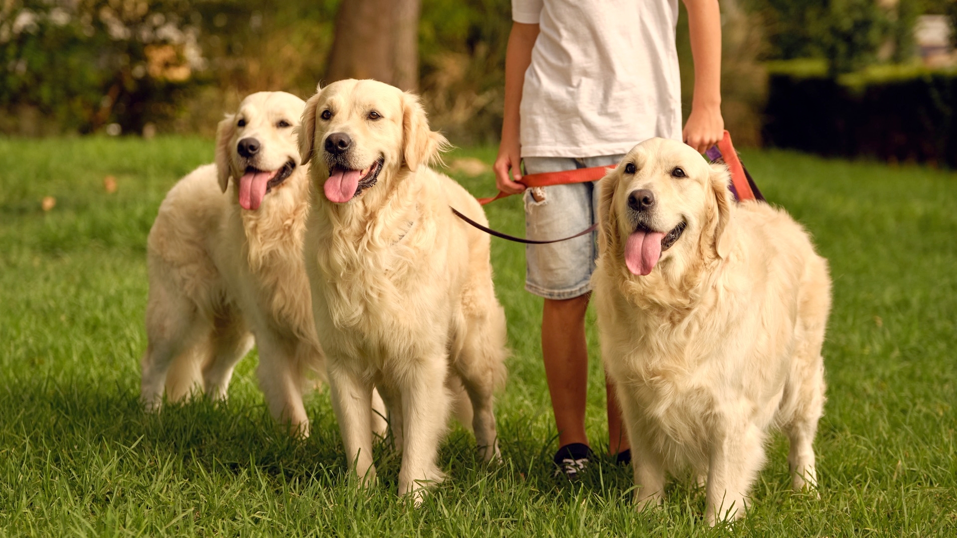 Leash Training Your Dog, An Overview