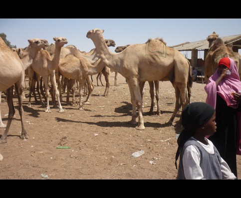 Somalia Camel Market 16