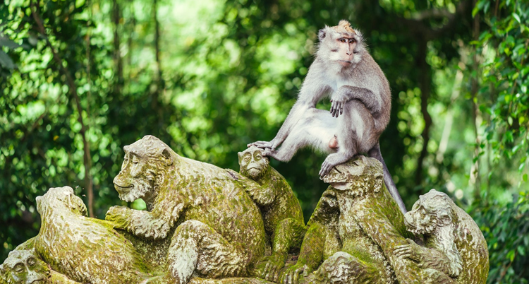 The Sacret Ubud Monkey Forest Sanctuary.