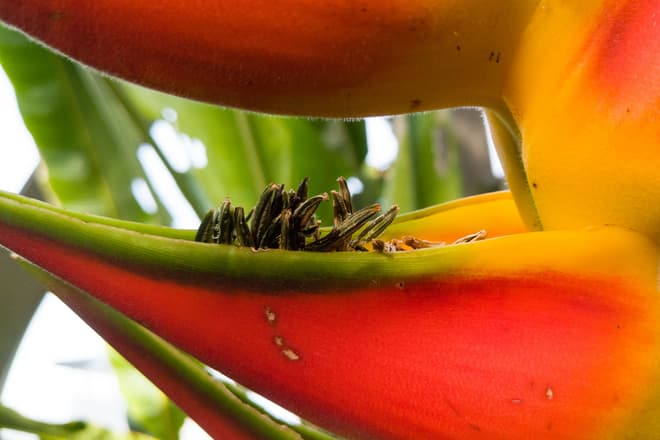 The stamen of a column of flat orange tropical flowers, vaguely reminiscent of a bird of paradise flower.