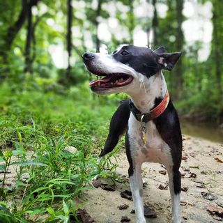 Abbie is a black and white, whippet mix dog.