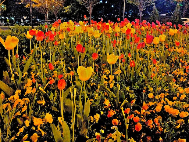 Tulips at night