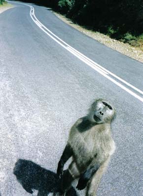 Cape Point baboons 1