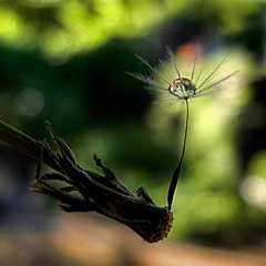 Last Act of the Fallen