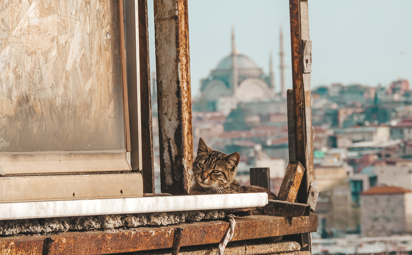 The Cats of Istanbul: Street-wise and Sweeter Than Honey