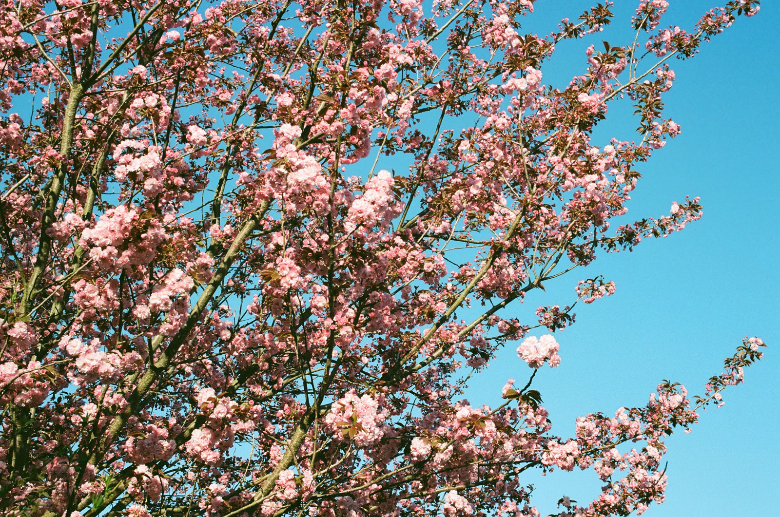 Cherry blossom tree.