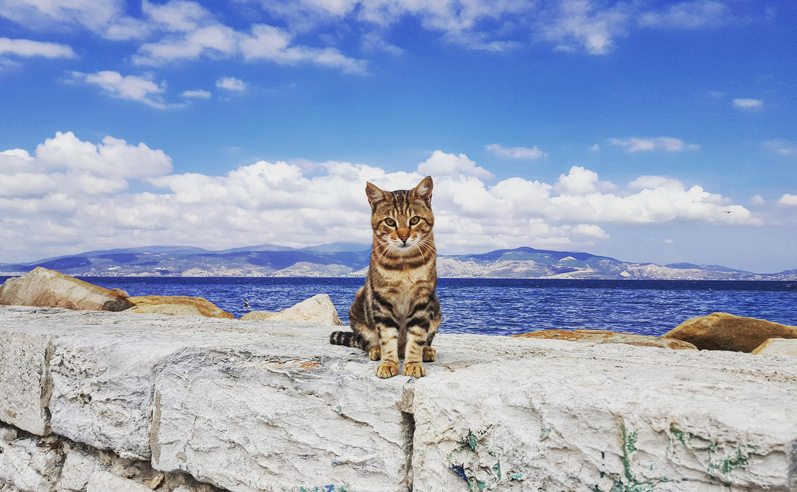 tortoise-shell cat sitting on gray rocks by the seaside on a sunny day