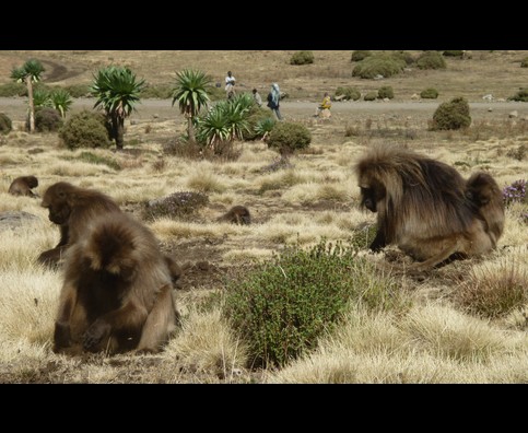 Ethiopia Baboons 15