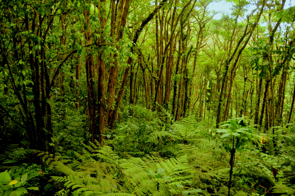 Monteverde Cloud Forest Reserve Costa Rica Info 