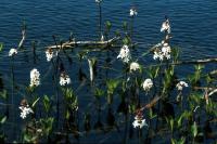 Bogbean grows at the edge of a loch.