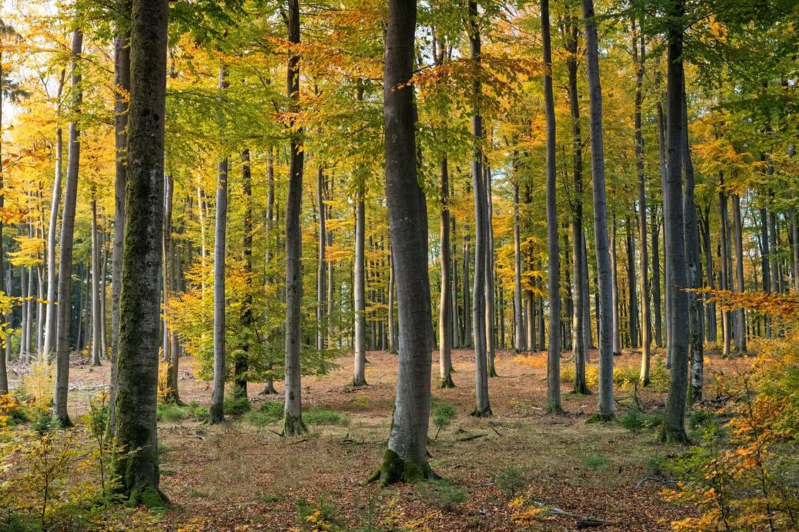 How to create a random forest classification model using scikit-learn