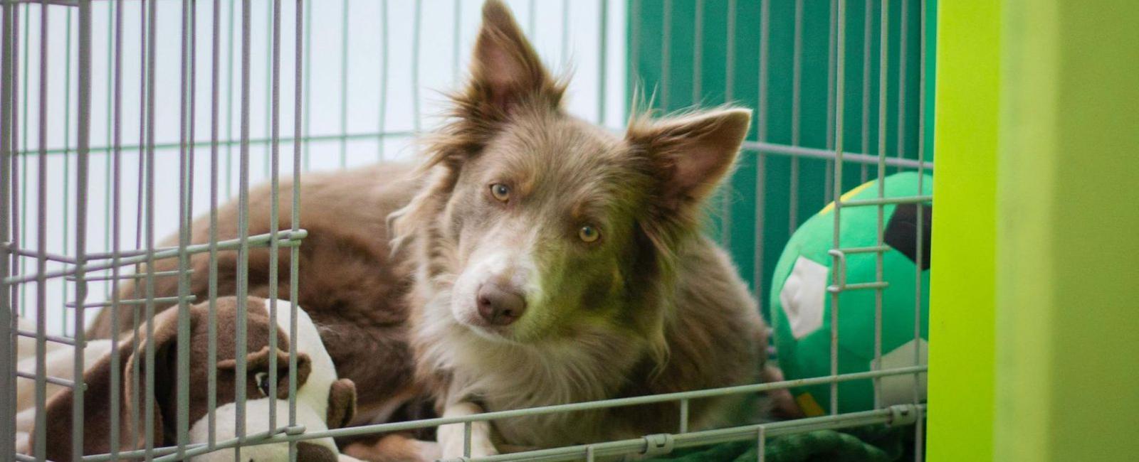 Dog Stays in Their Crate Most of the Time? Here's Why