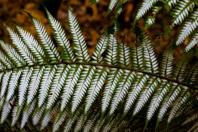 Silver Ferns, 